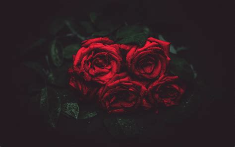 4K Rose Wallpapers - Top Free 4K Rose Backgrounds - WallpaperAccess