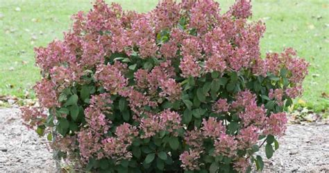 Little Quick Fire Hydrangea Care: All About Growing Panicle Hydrangea