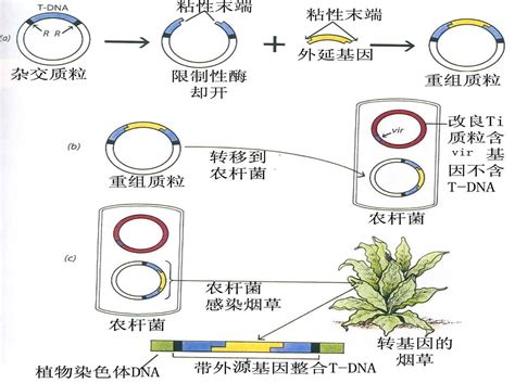 dna重组技术 为中心的基因工程_基因工程,基因工程图片图片