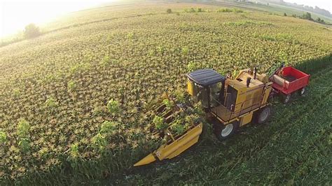 Oxbo CP400 Fresh Market Sweet Corn harvesting head - YouTube