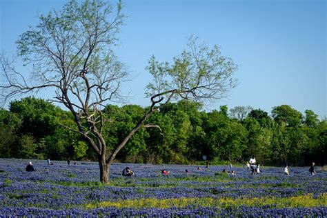 Ennis Texas Bluebonnet Festival 2024 - Theda Regina