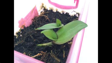 Orchid Propagation from cuttings/Размножение орхидеи черенкованием - YouTube