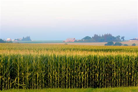 Royalty Free Iowa Cornfield Pictures, Images and Stock Photos - iStock