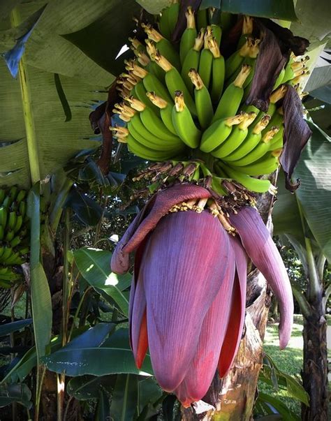 Purple flower banana tree free image download