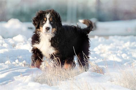 Bernese Mountain Dog Training Tips| Canna-Pet®