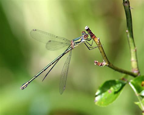 Damselfly | Damselfly, Species, World map app