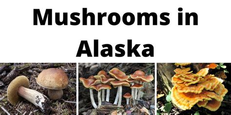 A Comprehensive List of Common Wild Mushrooms in Alaska