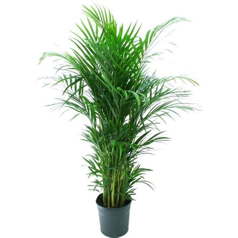 Delray Plants 9-1/4 in. Areca Palm in Pot-10ARECA - The Home Depot