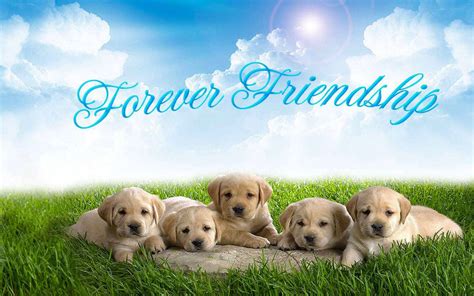 Animal Friends Wallpapers - Wallpaper Cave