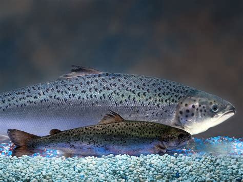 Weird Facts About Genetically Engineered Salmon : Shots - Health News : NPR