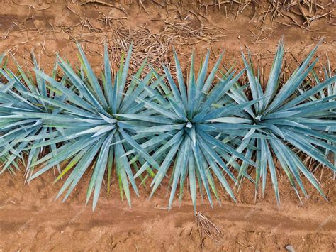 Premium Photo | Agave tequila plant - blue agave landscape fields in jalisco, mexico