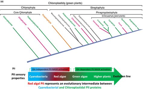 From cyanobacteria to Archaeplastida: new evolutionary insights into PII signalling in the plant ...