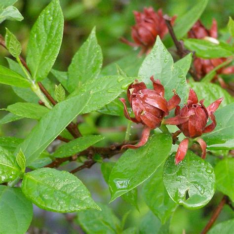 Carolina Allspice (Calycanthus floridus) | After a shower of… | Flickr