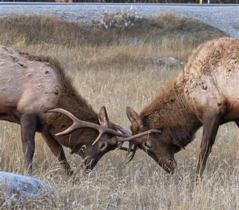 From Jasper: Jasper National Park Wildlife Discovery Tour | GetYourGuide