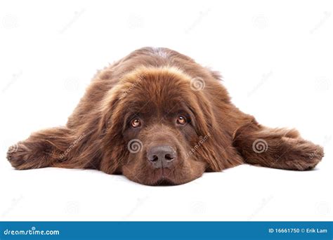 Brown Newfoundland dog stock photo. Image of brown, giant - 16661750