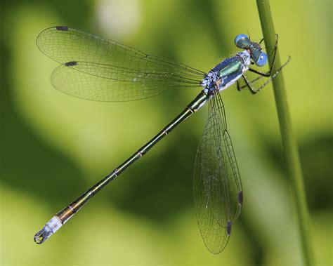 Scarce Emerald Damselfly - Bug Directory - Buglife