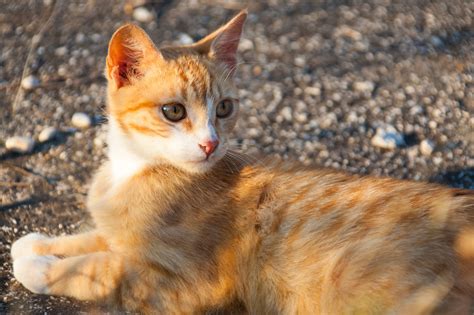Ginger Cat Free Stock Photo - Public Domain Pictures