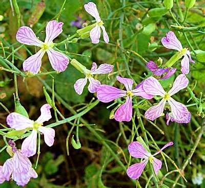 Wild Radish - Presidio of San Francisco (U.S. National Park Service)