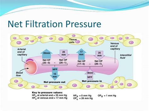 PPT - Physiology Team 431 PowerPoint Presentation, free download - ID:2330338