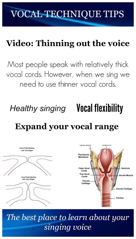 Most people speak with relatively thick vocal cords. It gives a darker and lower sound. However ...