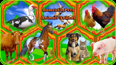 Domestic Pets • Animals Sounds • Hen, Cock, Sheep, Donkey, Deer, Duck ...