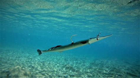 Picture Of A Needlefish - Picture Of Fish