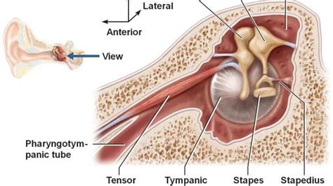 Tensor Veli Palatini Origin And Insertion