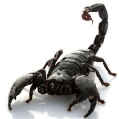 3 Natural Predators Scorpions | HubPages