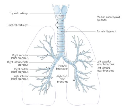 Sale > cartilage of trachea > in stock