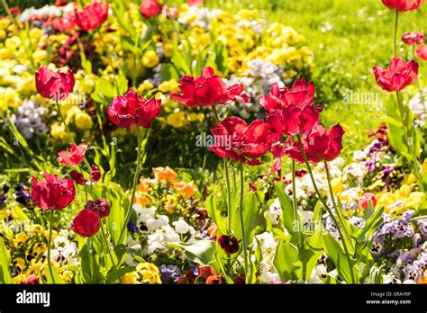 Red Tulip Garden In Spring Stock Photo - Alamy