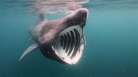 Basking shark - Google Search | form | Pinterest | Basking shark and Animal