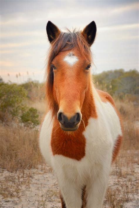 The 2020 Chincoteague Pony Spring Roundup is Coming!