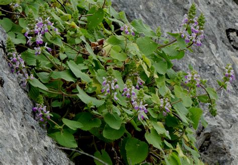 Flower Gallery :: Lamiaceae :: P1010266