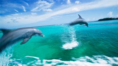 Bottlenose Dolphins Swimming