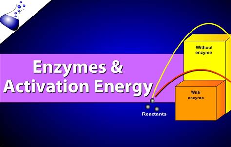 Enzymes and Activation Energy - YouTube