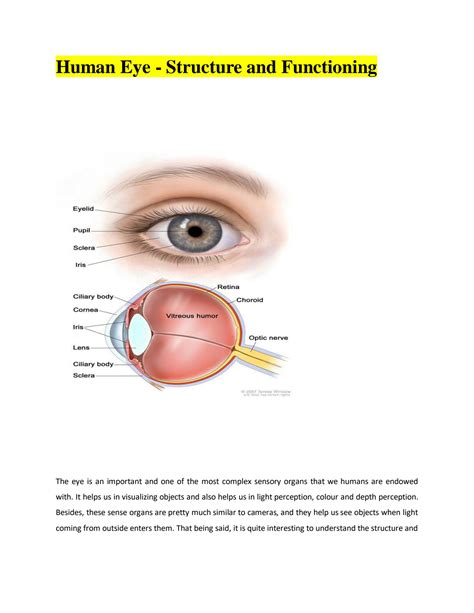 SOLUTION: Human eye structure and functioning - Studypool