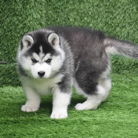 siberian husky puppies | Siberian husky puppies, Husky puppy, Siberian husky dog