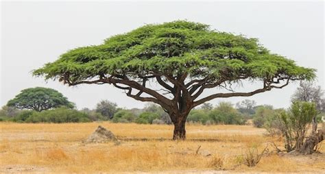 Acacia senegal Gum Arabic Tree 100 300 1000 seeds | Etsy