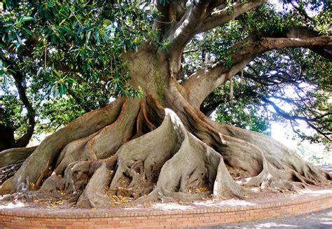 Inspirational Trees - Buttress Roots | Unique trees, Nature tree, Tree