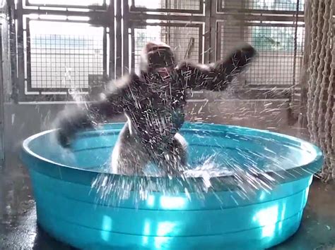 Gorilla dancing in kiddie pool video - Business Insider