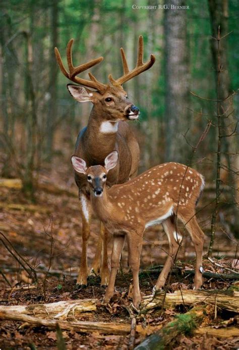 Whitetail buck in velvet with a pretty dappled fawn. | Animali ...