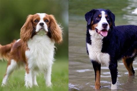 Are There Mini Bernese Mountain Dogs