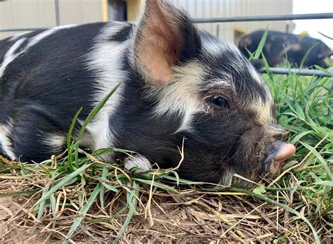 KuneKune Pigs | Catlett Creek Acres