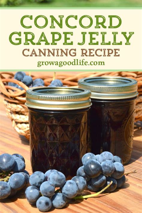 Honey Sweetened Concord Grape Jelly Recipe