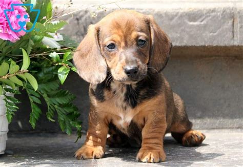 69+ Mini Dachshund Puppy Breeders Pic - Bleumoonproductions