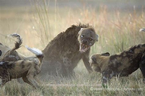 Wild Dogs vs Hyenas, Africa Geographic - photo by Christophe Courteau ...