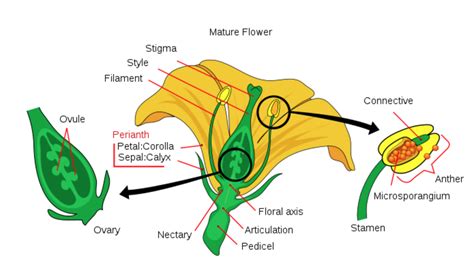 Cross-Pollination - The Daily Garden