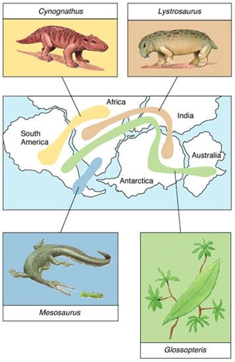 Biogeography | Evolution | Pinterest