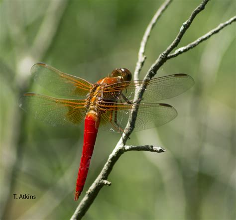 【くなったた】 Red Dragonflyの通販 by タイムイズマネー｜ラクマ のところ