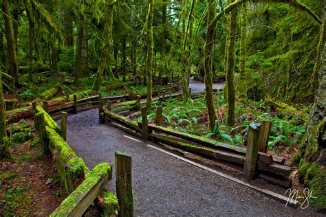 Cathedral Grove | Cathedral Grove, MacMillan Provincial Park, Vancouver Island, British Columbia ...